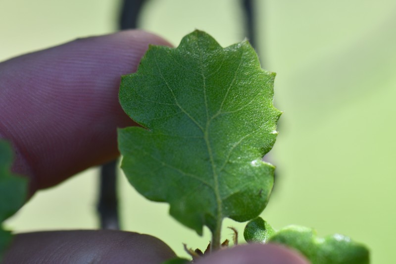 hybrid oak photo 3
