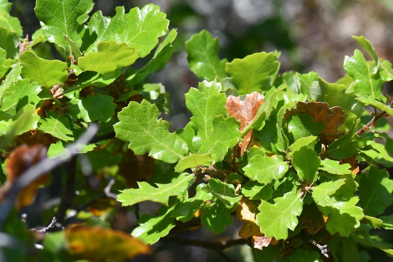 hybrid oak photo 4