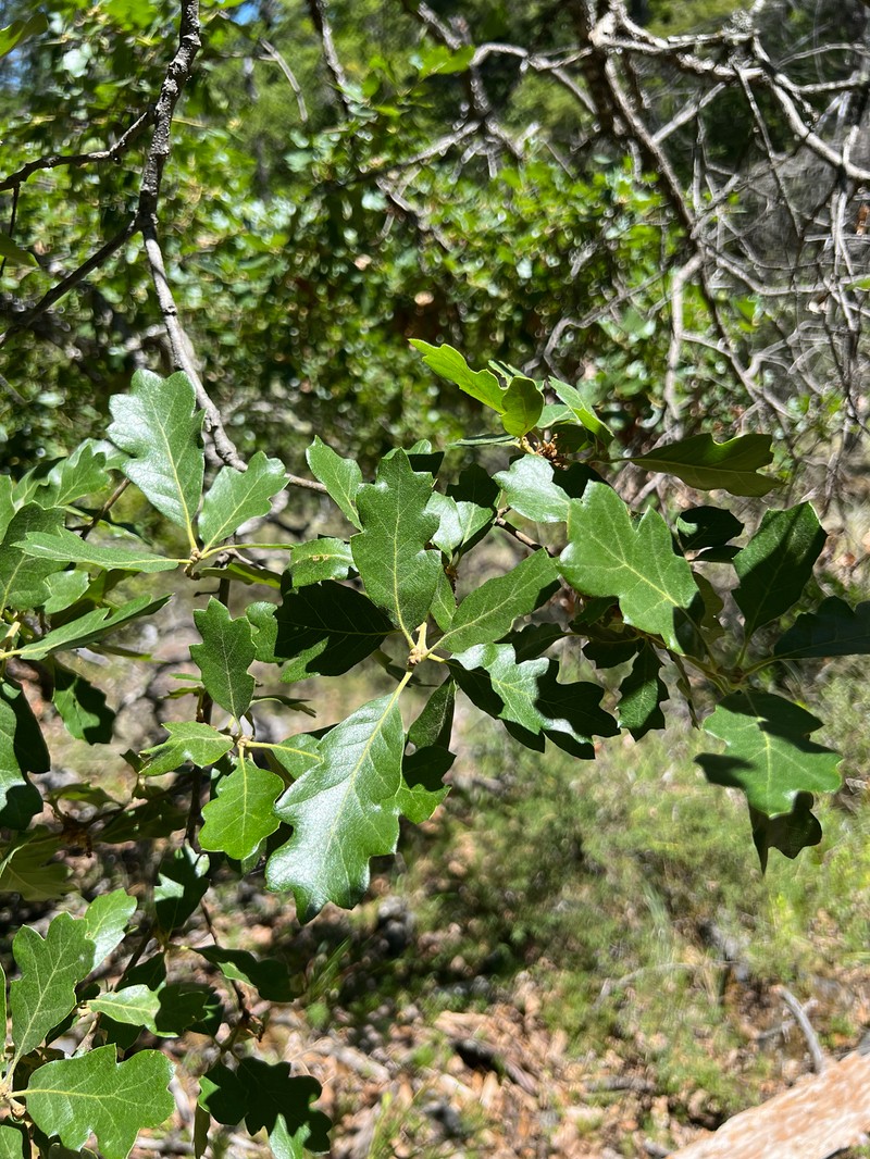 hybrid oak photo 5