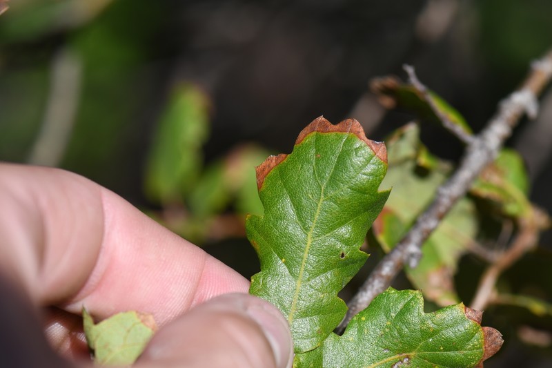 hybrid oak photo 6