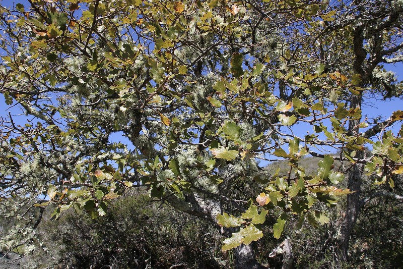 hybrid oak photo 8