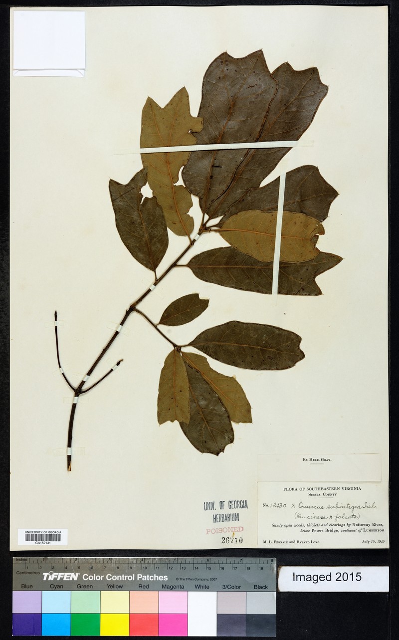 hybrid oak