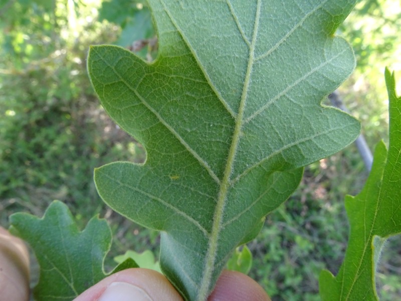Quercus × subpyrenaica