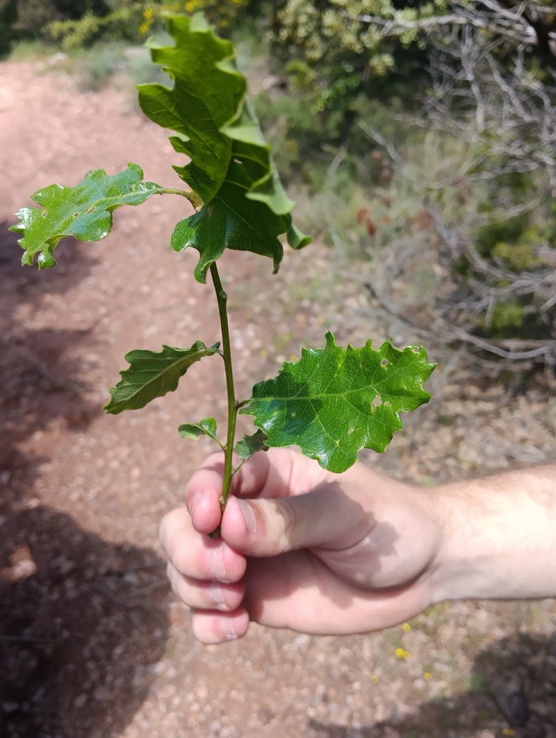 Quercus × subpyrenaica photo 2