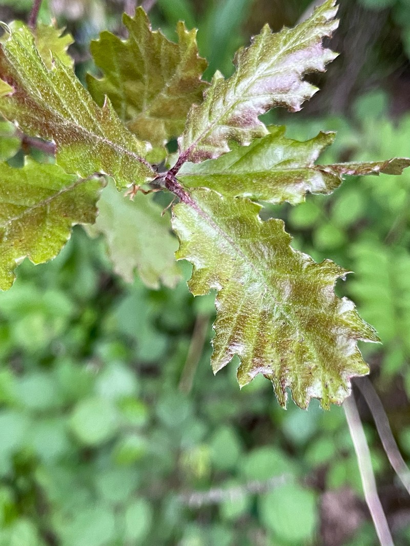 Quercus × subpyrenaica photo 3