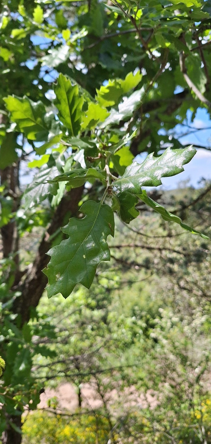Quercus × subpyrenaica photo 4