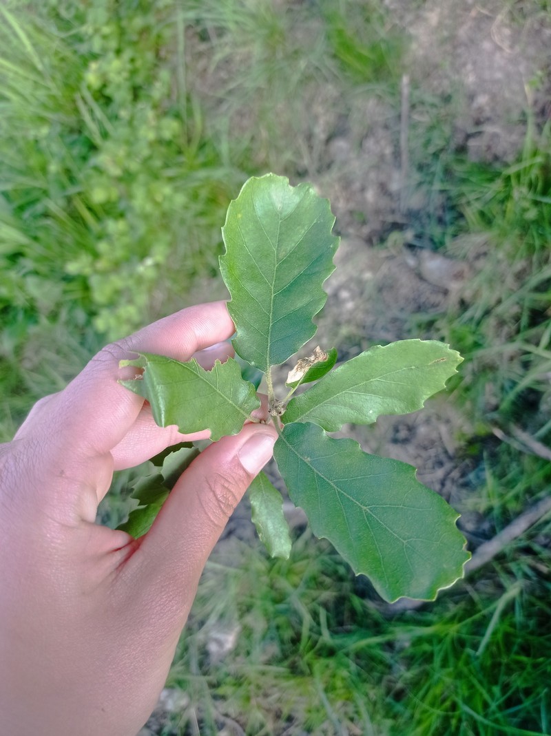 Quercus × subpyrenaica photo 5
