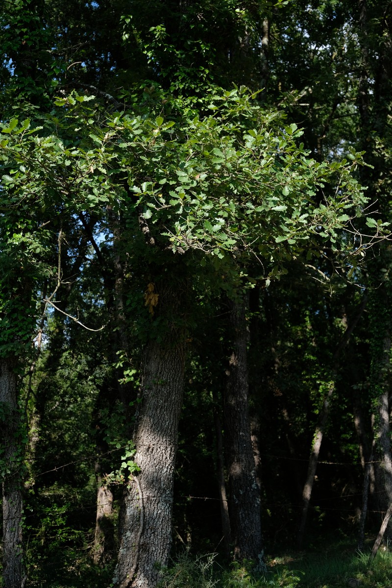 Quercus × subpyrenaica photo 6