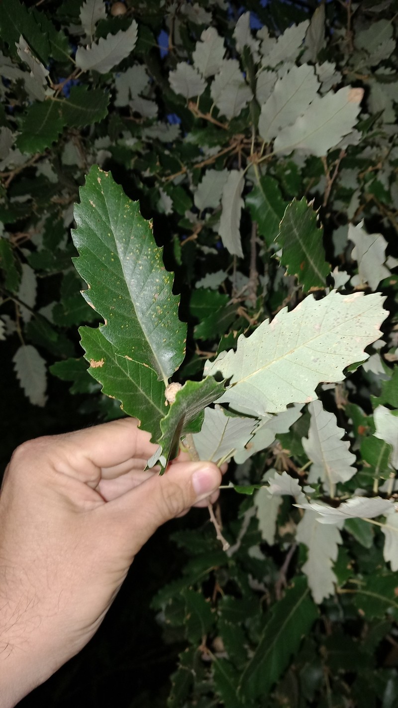 Quercus × subpyrenaica photo 7