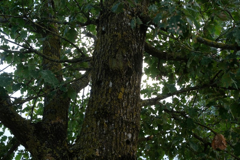 Quercus × subpyrenaica photo 8