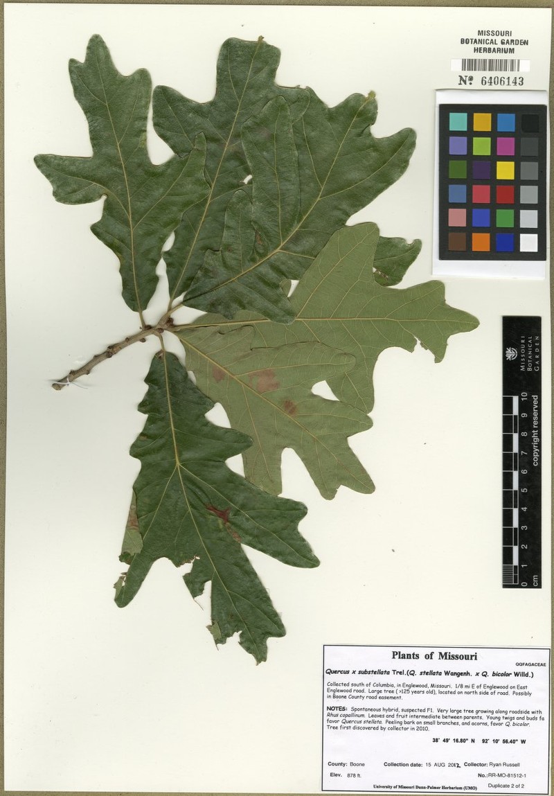 hybrid oak
