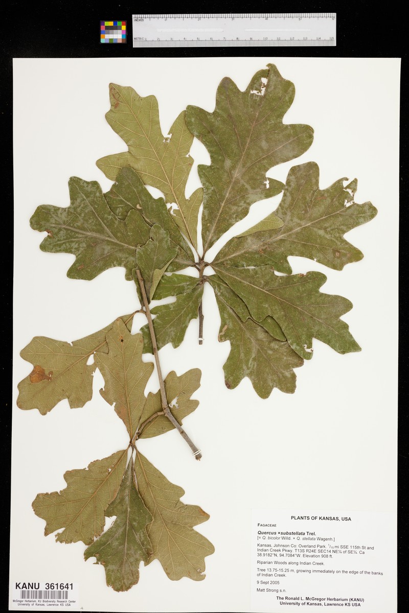 hybrid oak photo 2