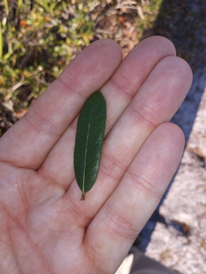 Quercus × succulenta photo 3