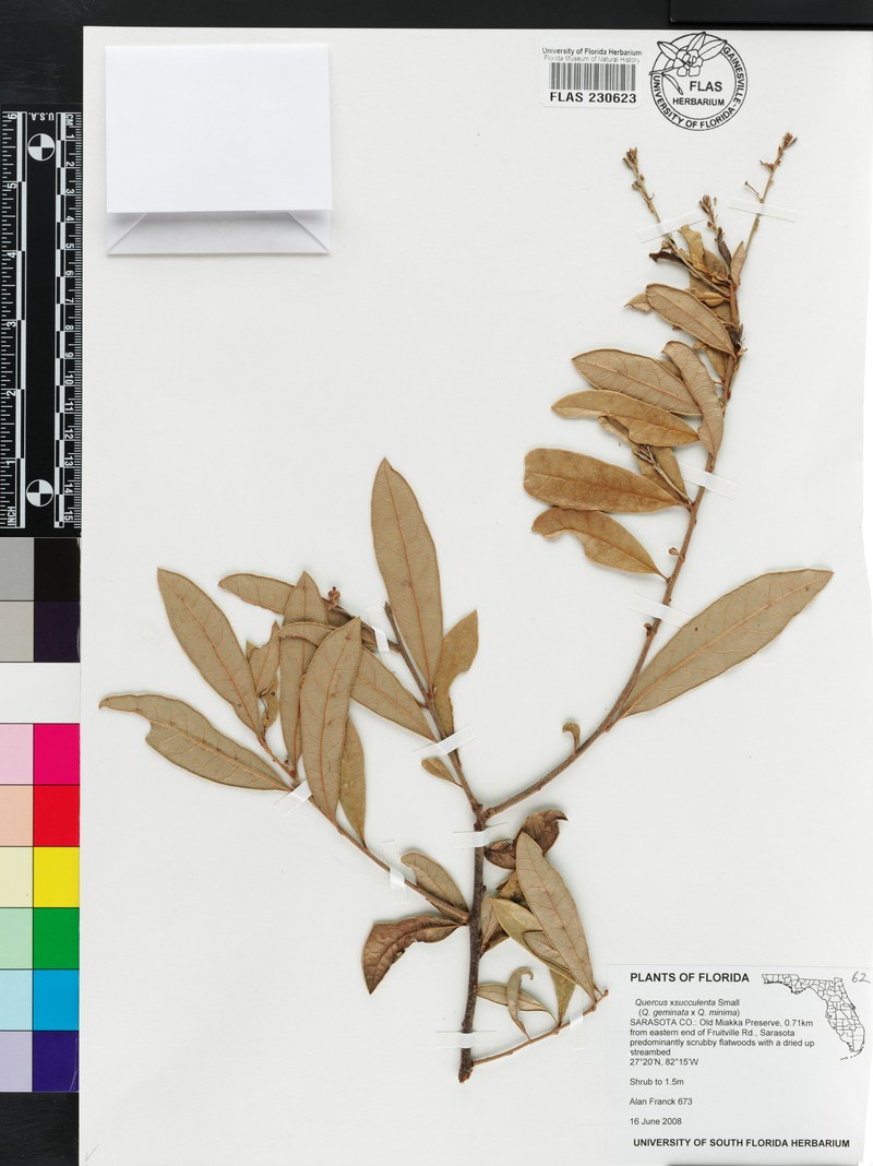 Quercus × succulenta photo 5