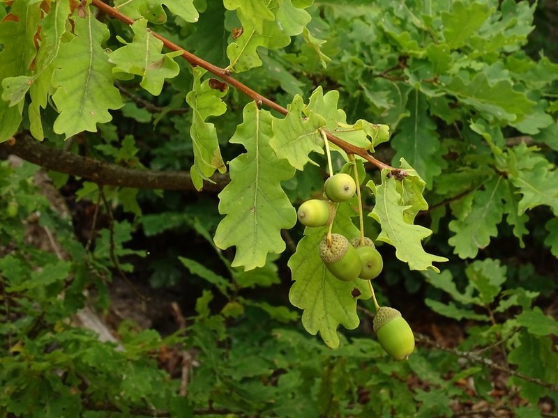 Quercus × tabajdiana photo 2
