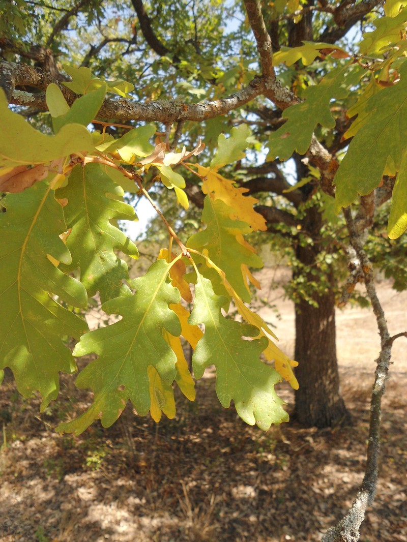 Quercus × tabajdiana