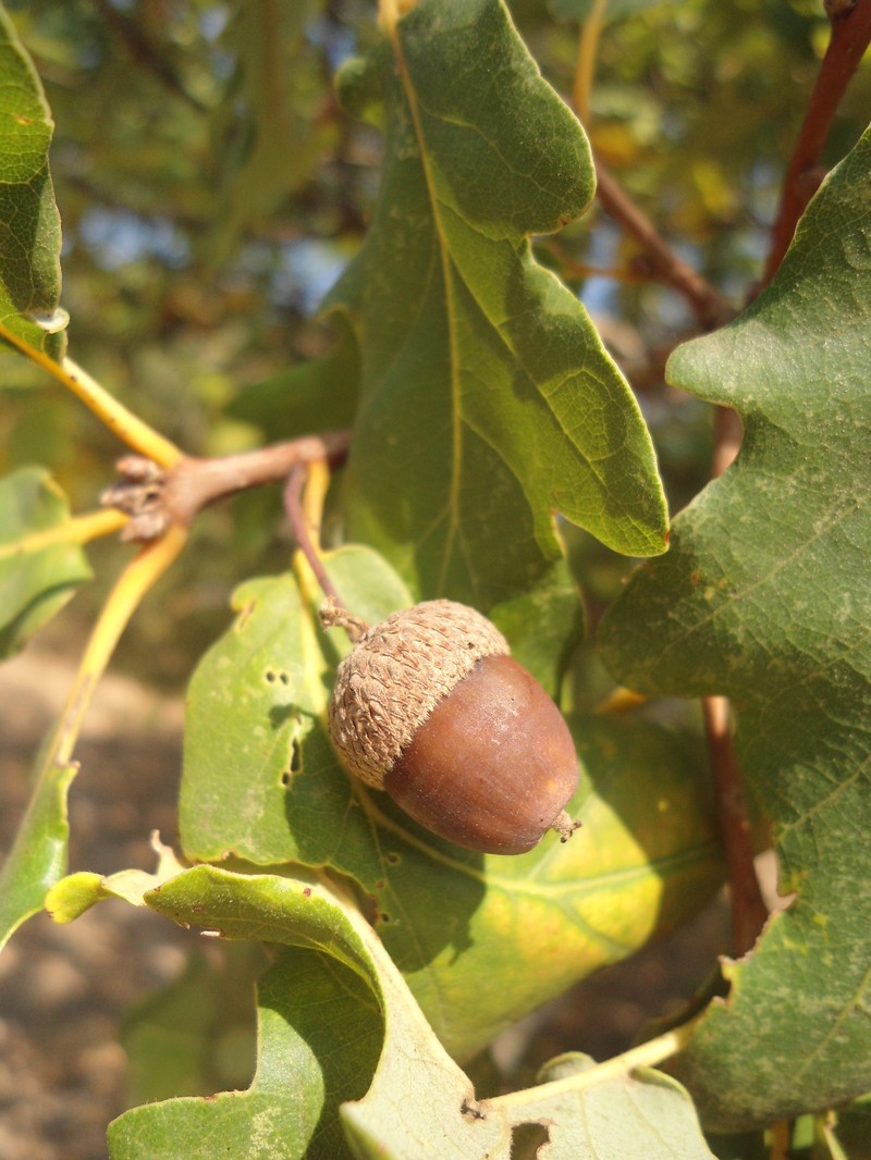 Quercus × tabajdiana photo 3