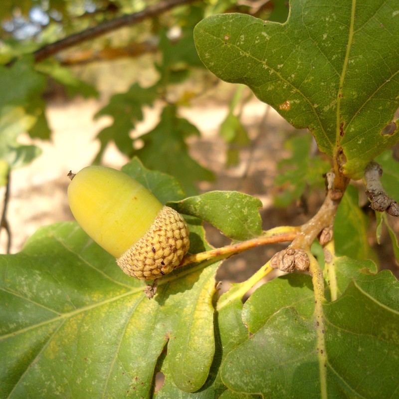 Quercus × tabajdiana photo 4