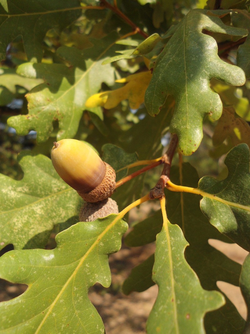 Quercus × tabajdiana photo 5