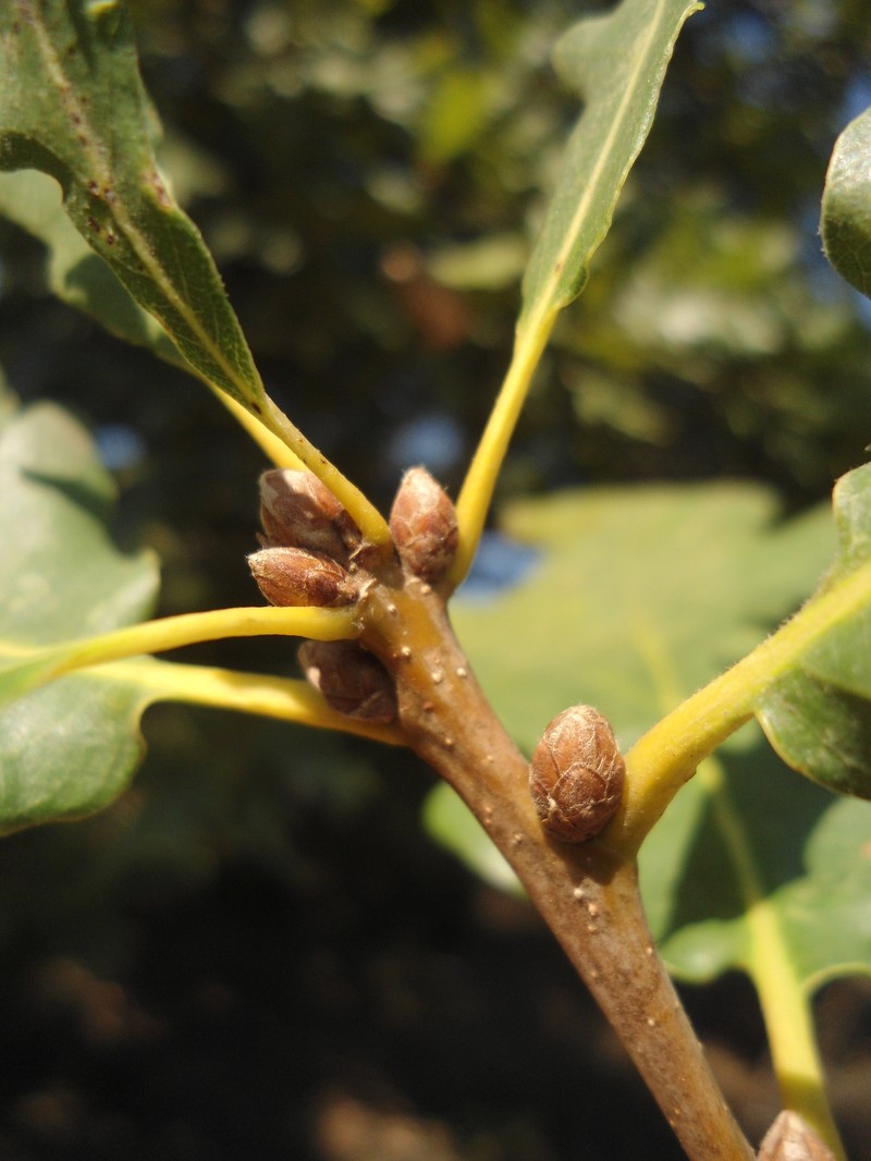 Quercus × tabajdiana photo 6