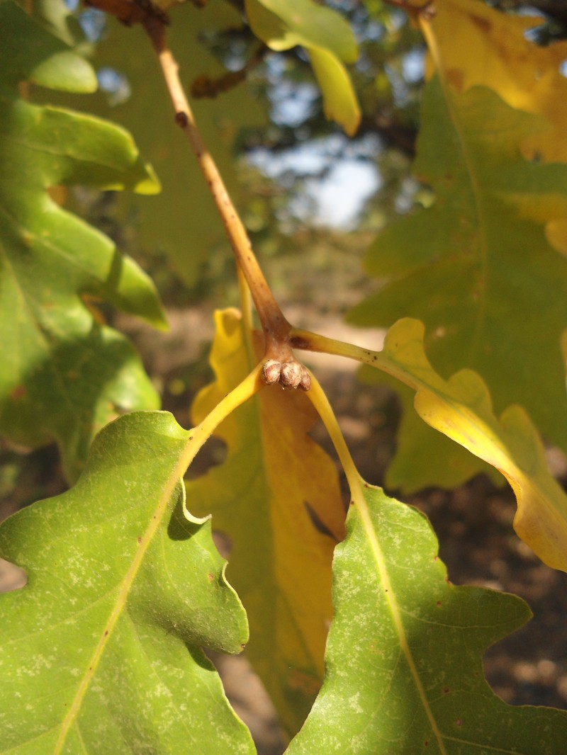 Quercus × tabajdiana photo 7