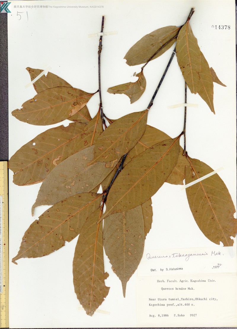 Quercus × takaoyamensis photo 3