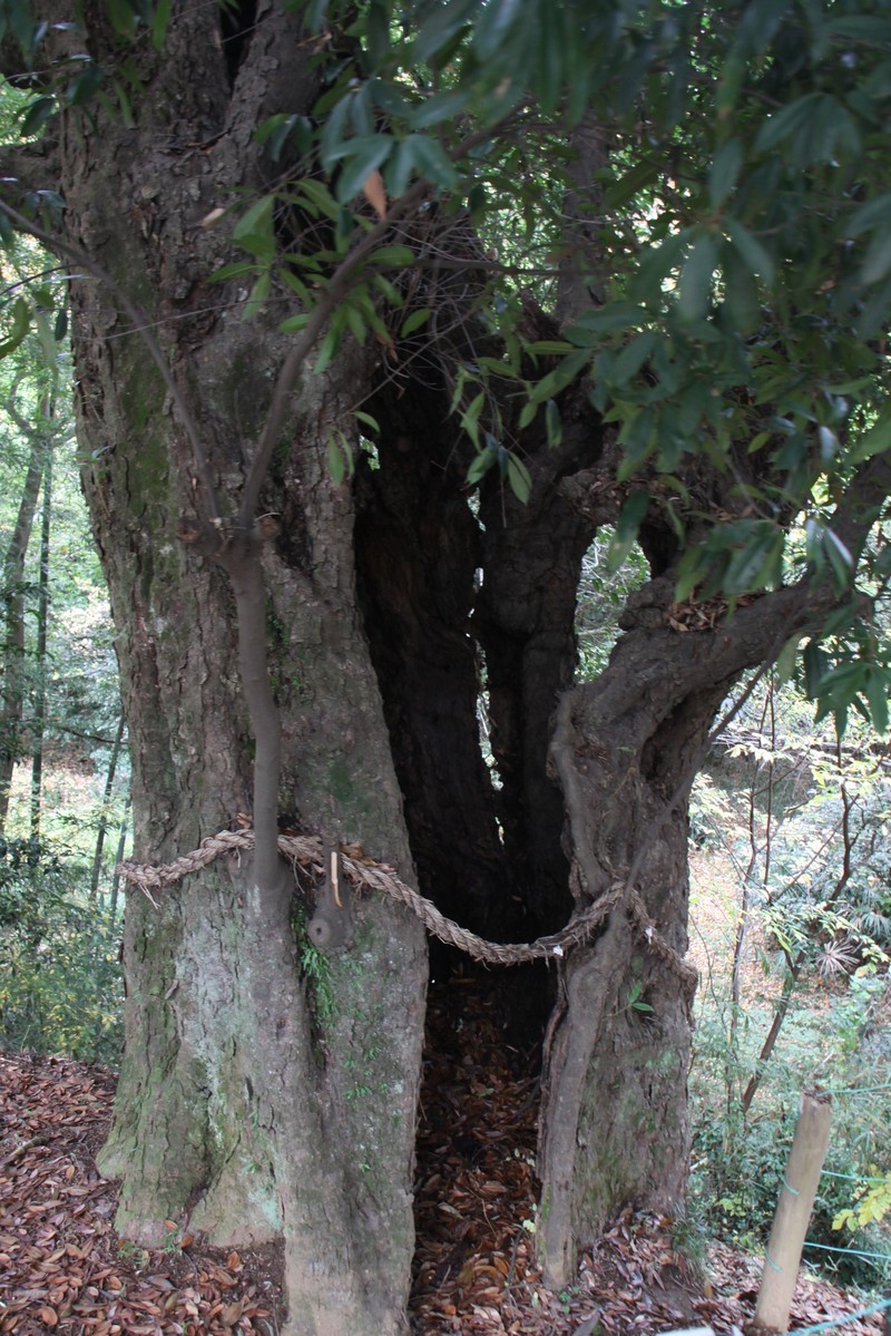 Quercus × takaoyamensis