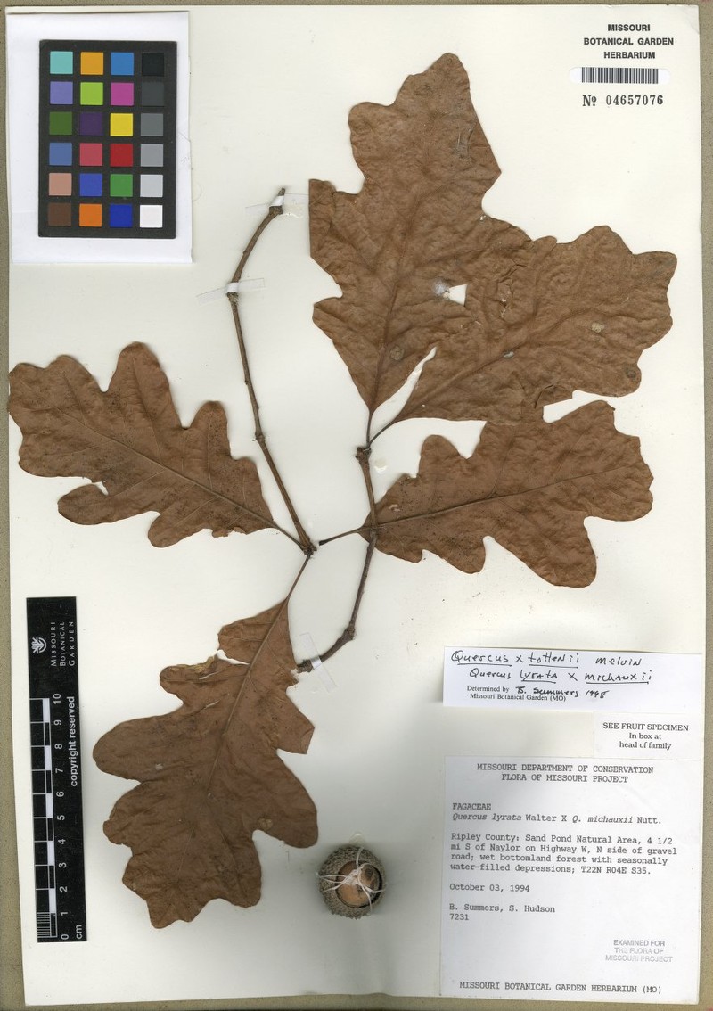 hybrid oak