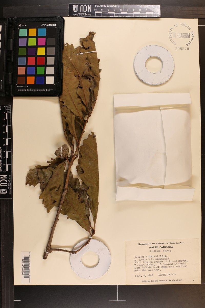 hybrid oak photo 2
