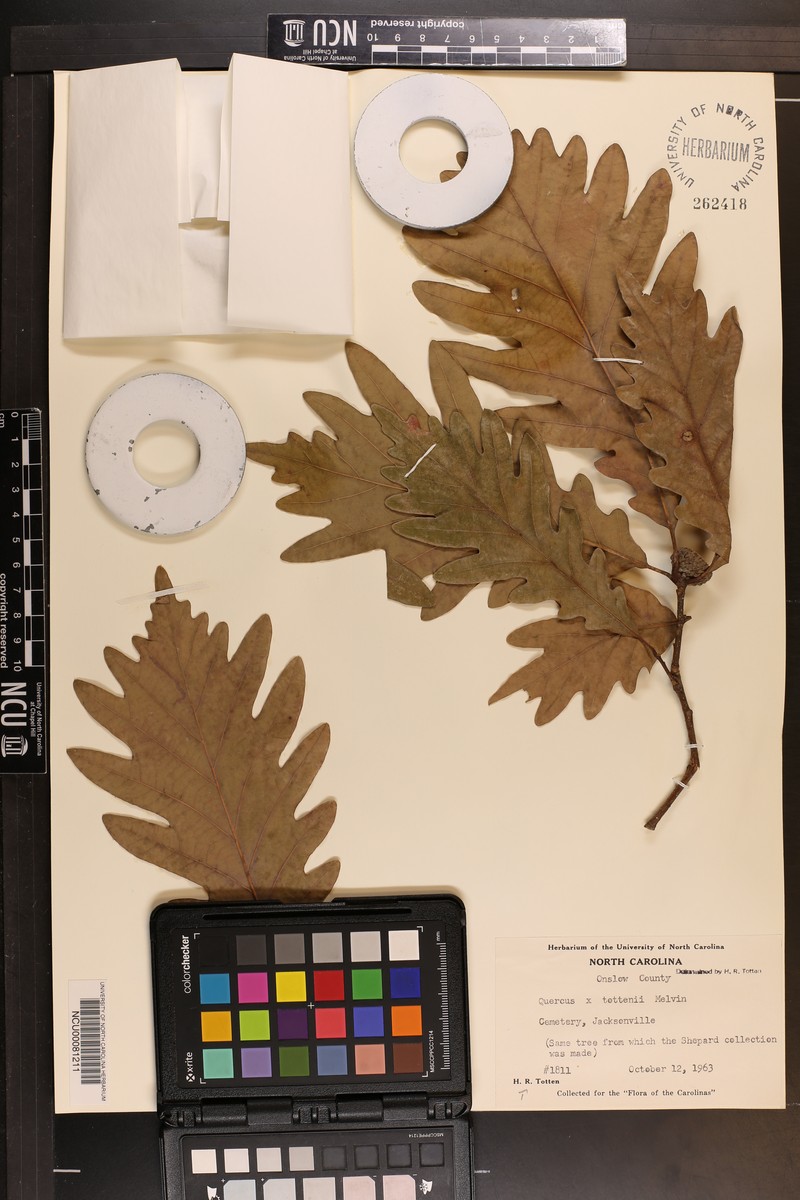 hybrid oak photo 3