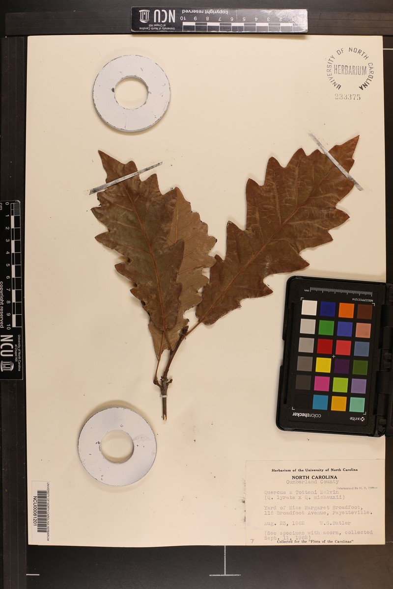 hybrid oak photo 4
