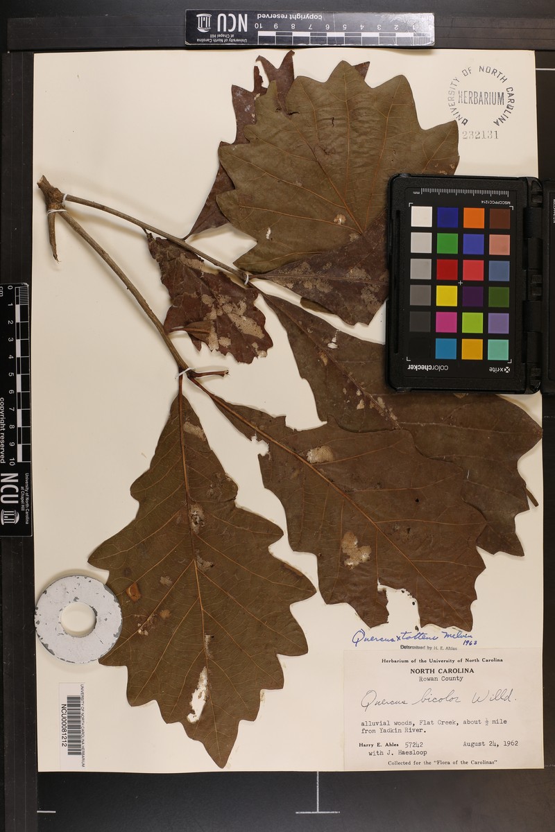 hybrid oak photo 5