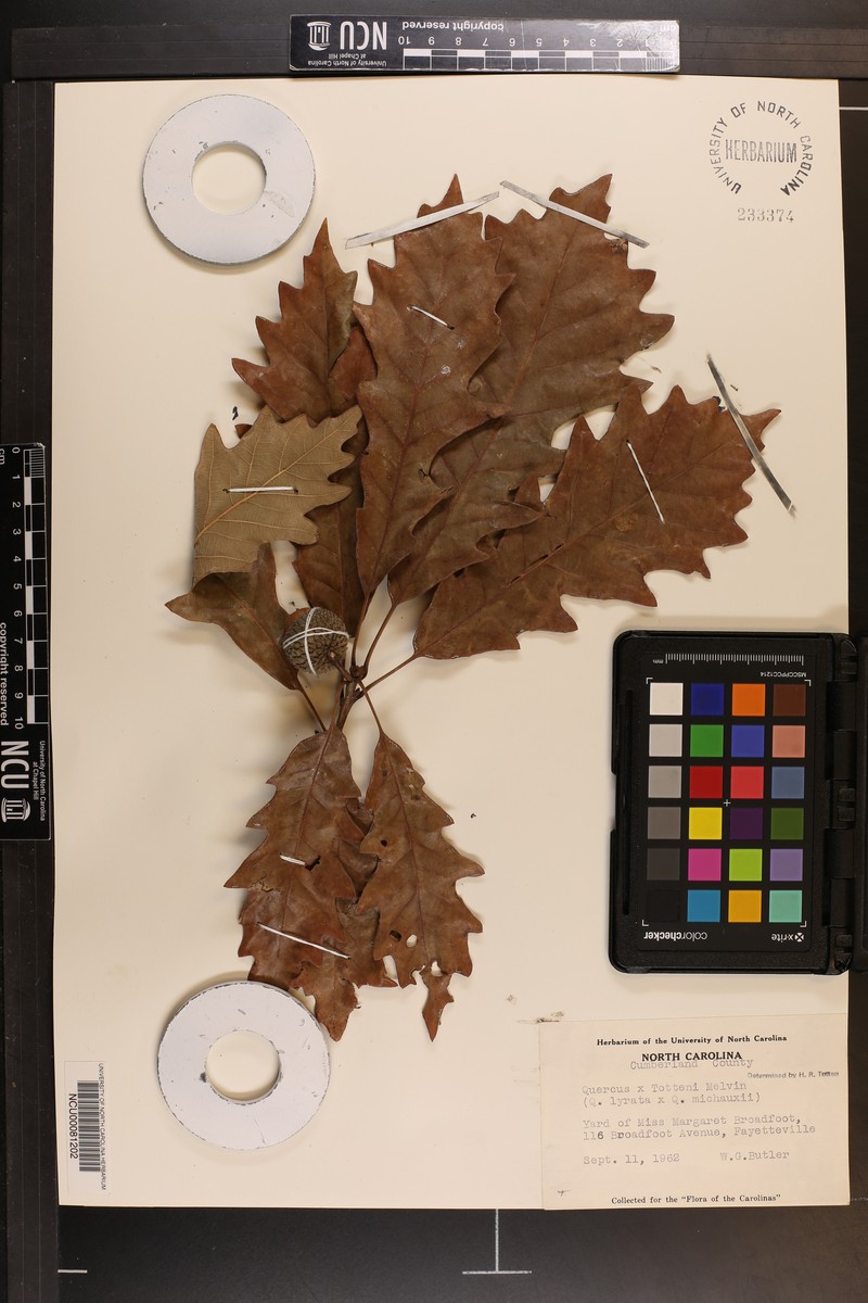hybrid oak photo 6