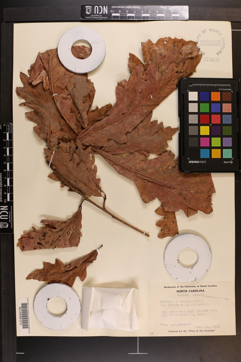 hybrid oak photo 7