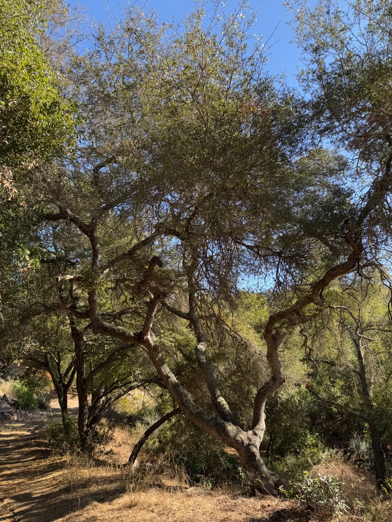 hybrid oak