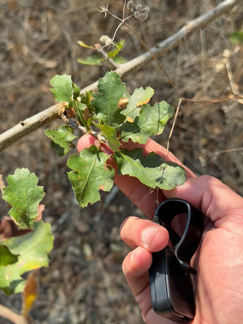 hybrid oak photo 2