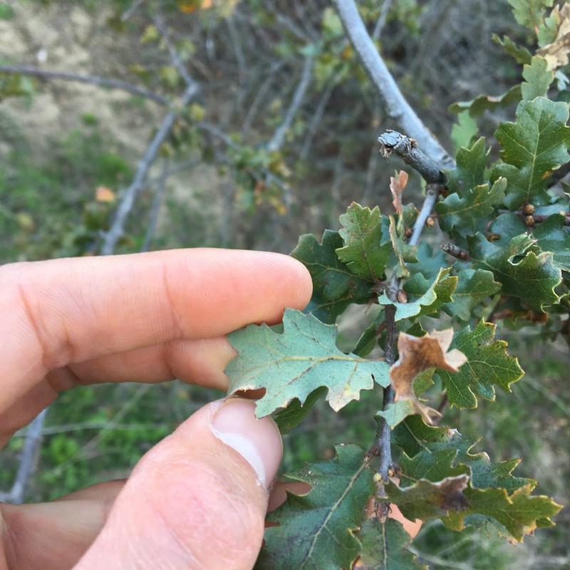hybrid oak photo 3