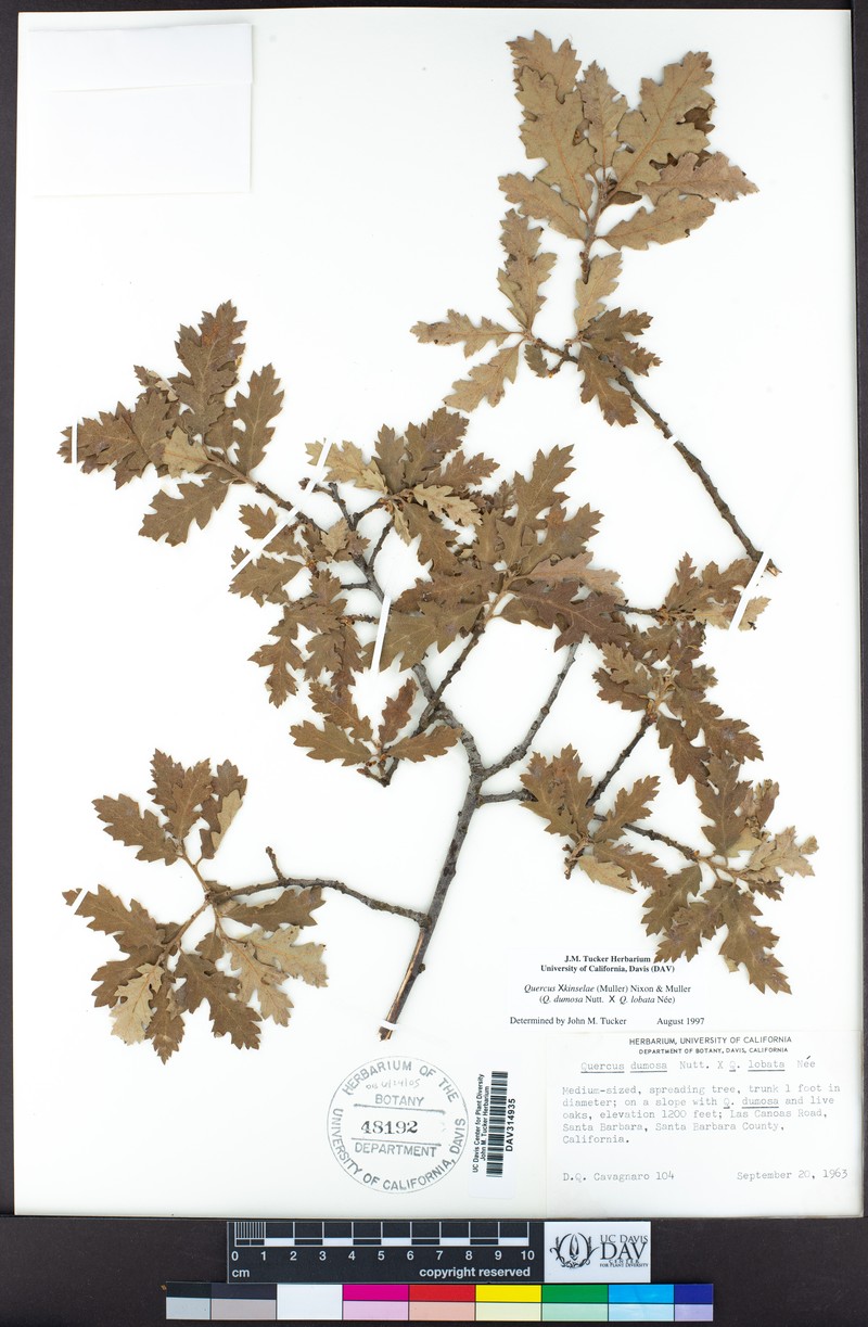hybrid oak photo 4