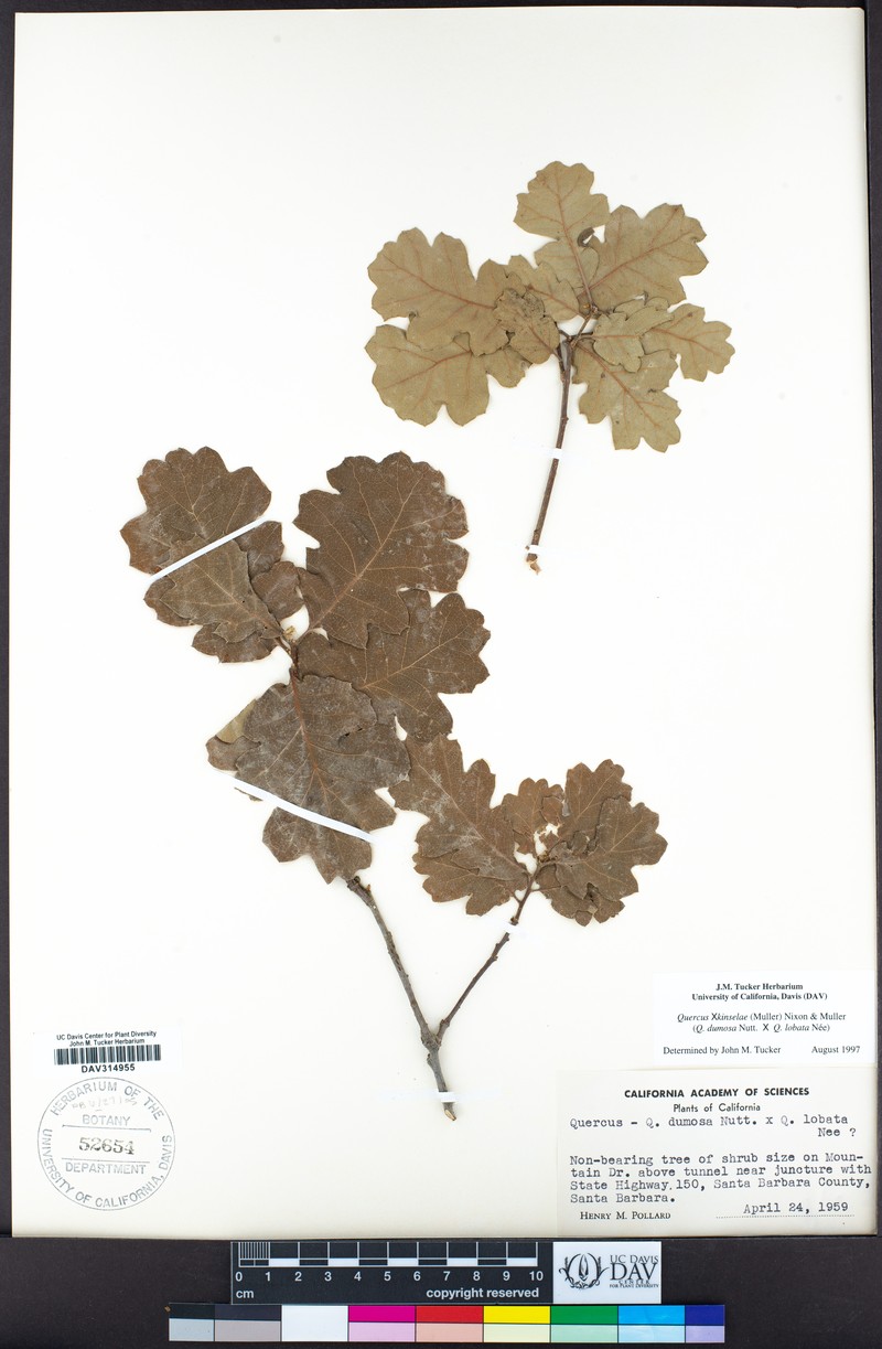 hybrid oak photo 5
