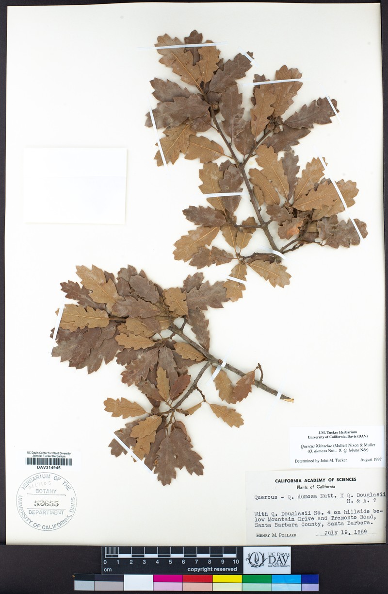 hybrid oak photo 6