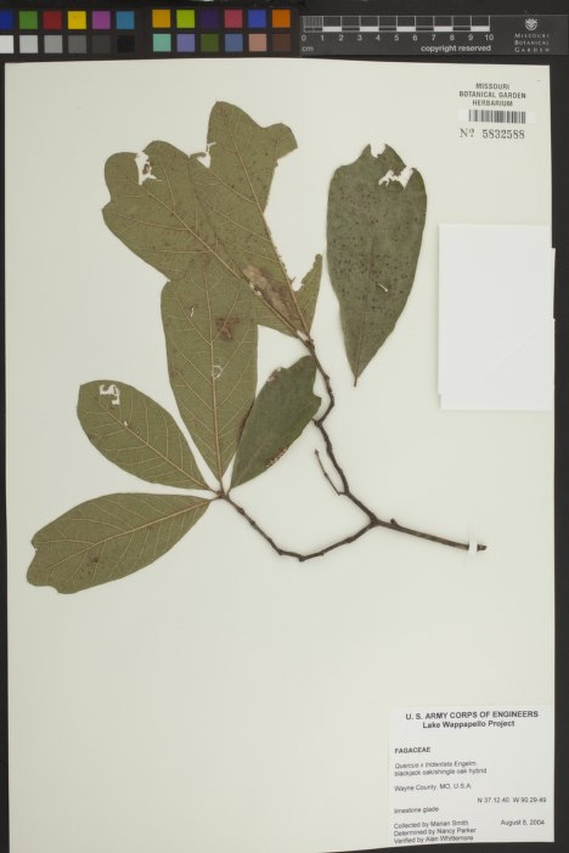hybrid oak