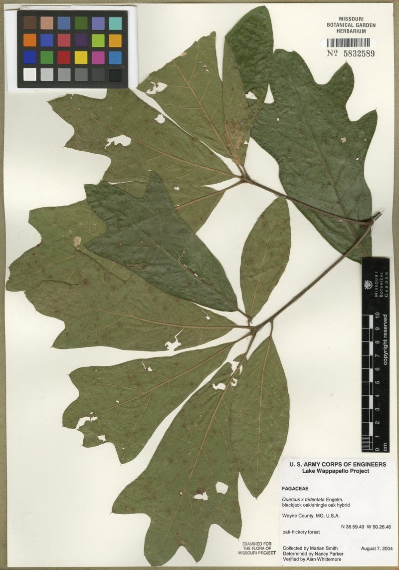 hybrid oak photo 2