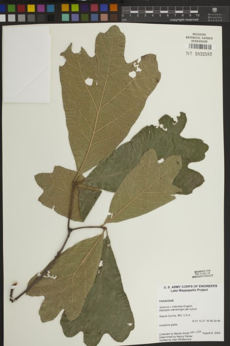 hybrid oak photo 3