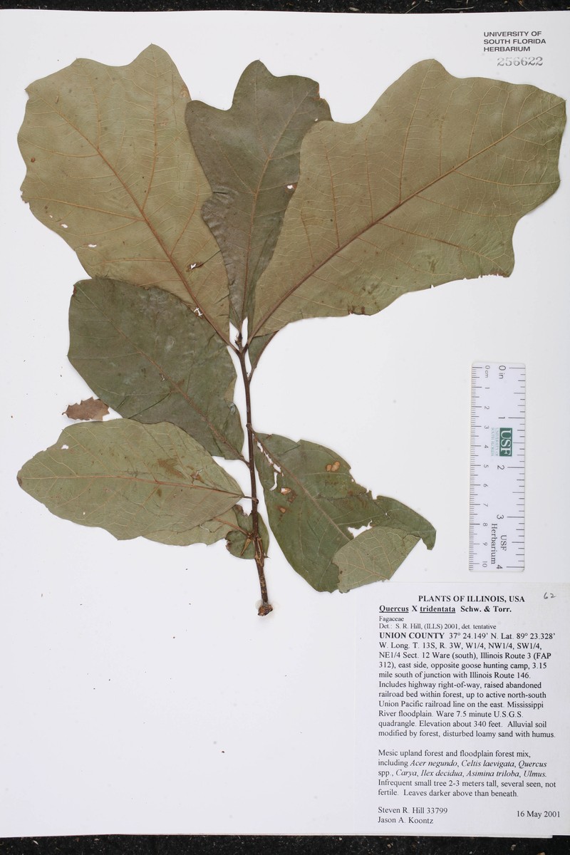 hybrid oak photo 4