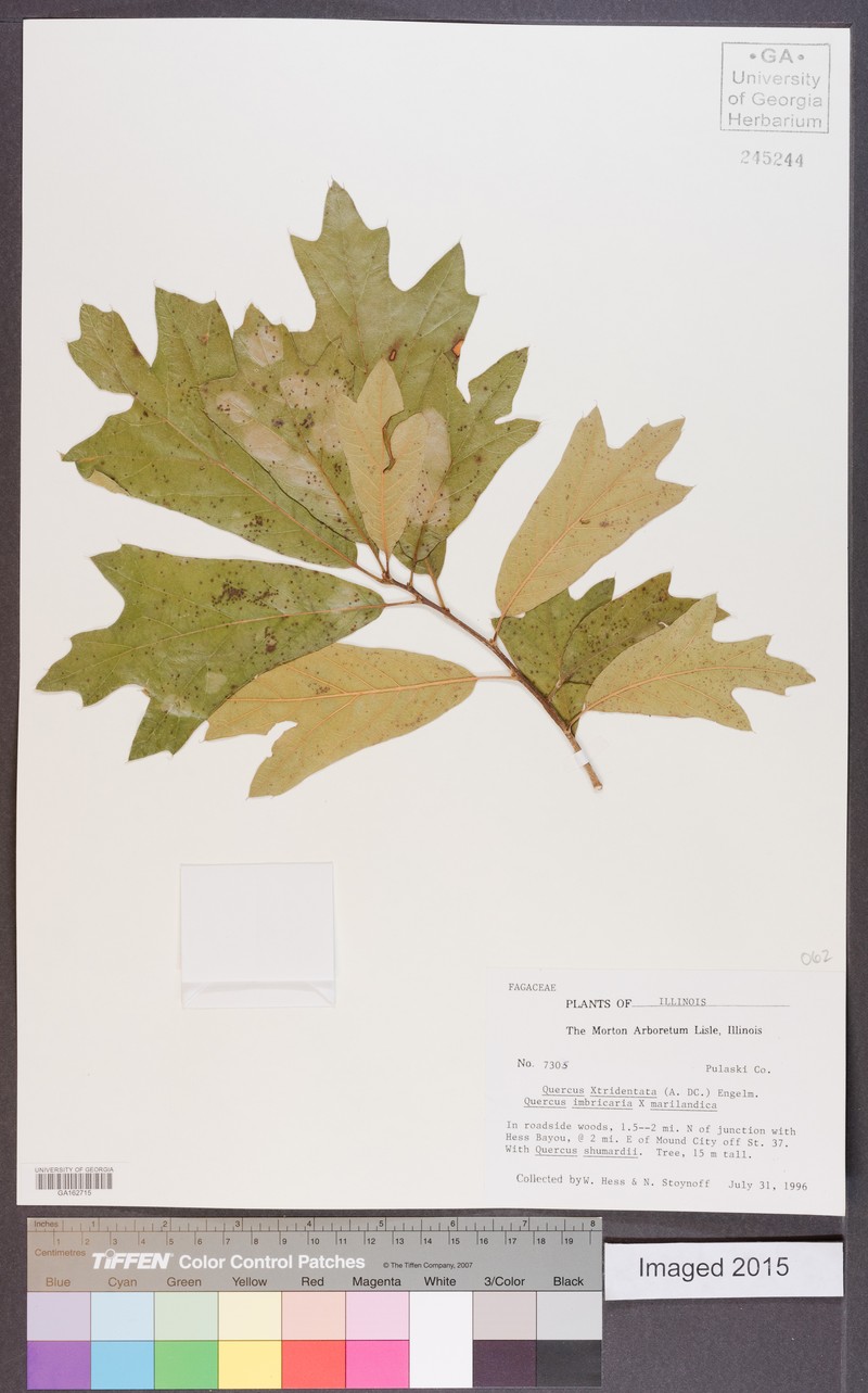 hybrid oak photo 5