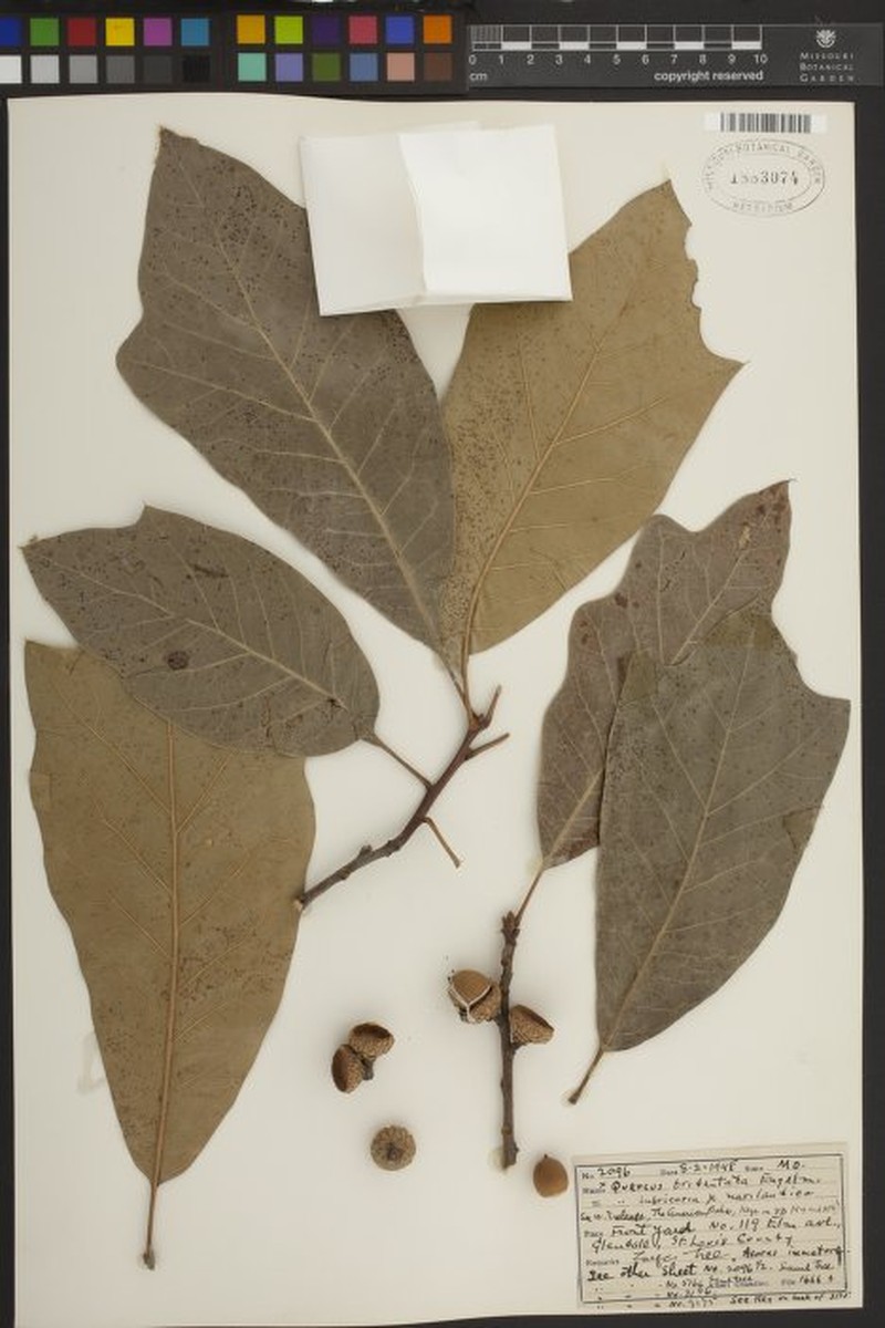 hybrid oak photo 6