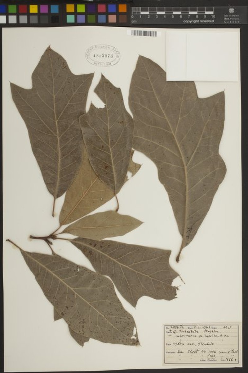 hybrid oak photo 7