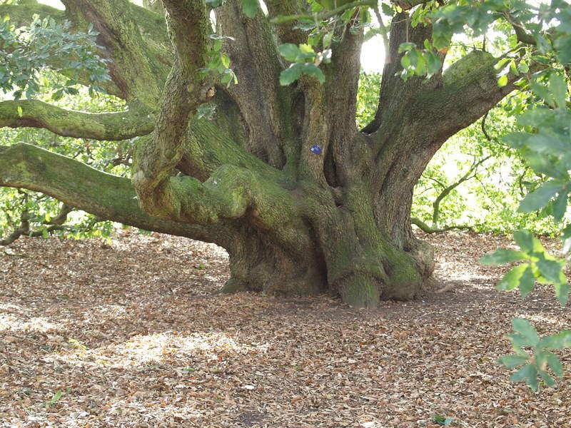 Quercus × turneri