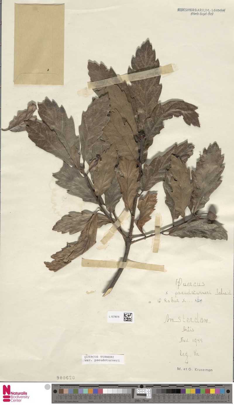 Quercus × turneri photo 2