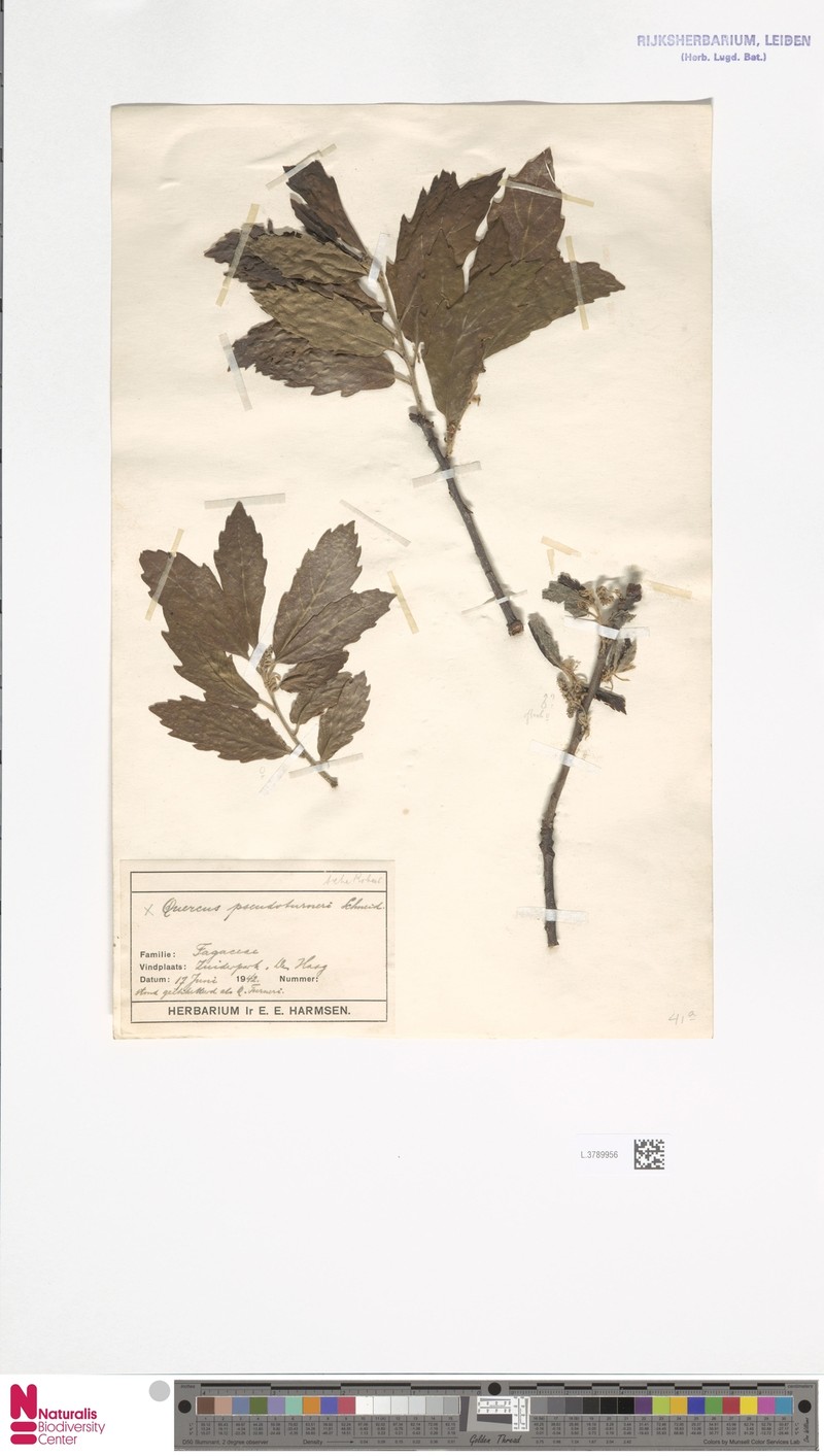 Quercus × turneri photo 3